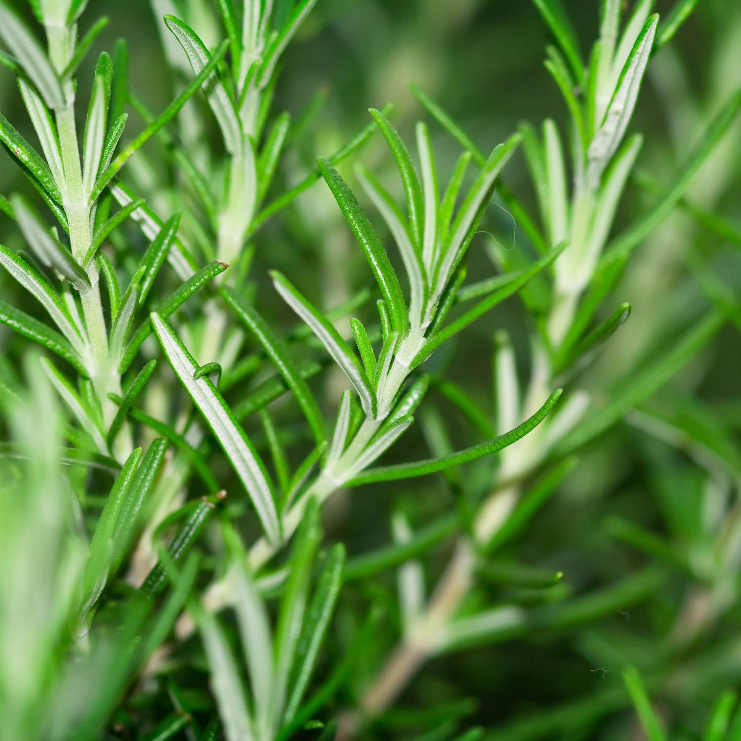 rosemary-essential-oil-premium-mmchgroup