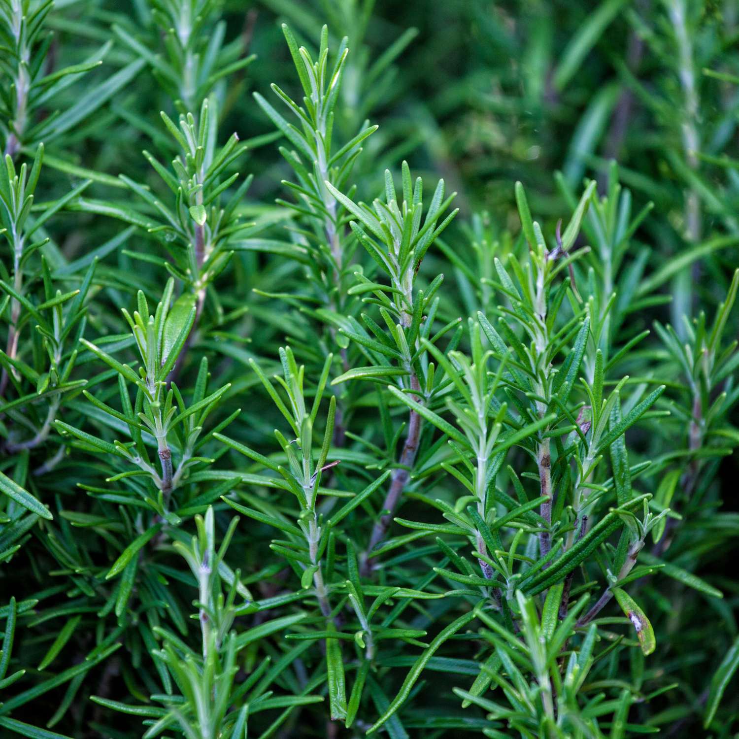 rosemary-essential-oil-premium-mmchgroup