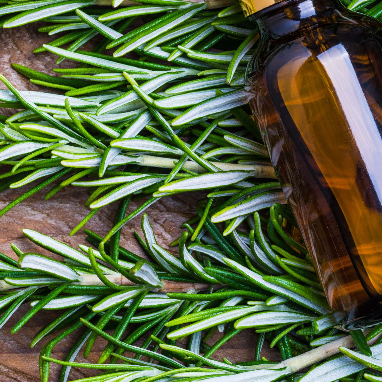 rosemary-essential-oil-premium-mmchgroup