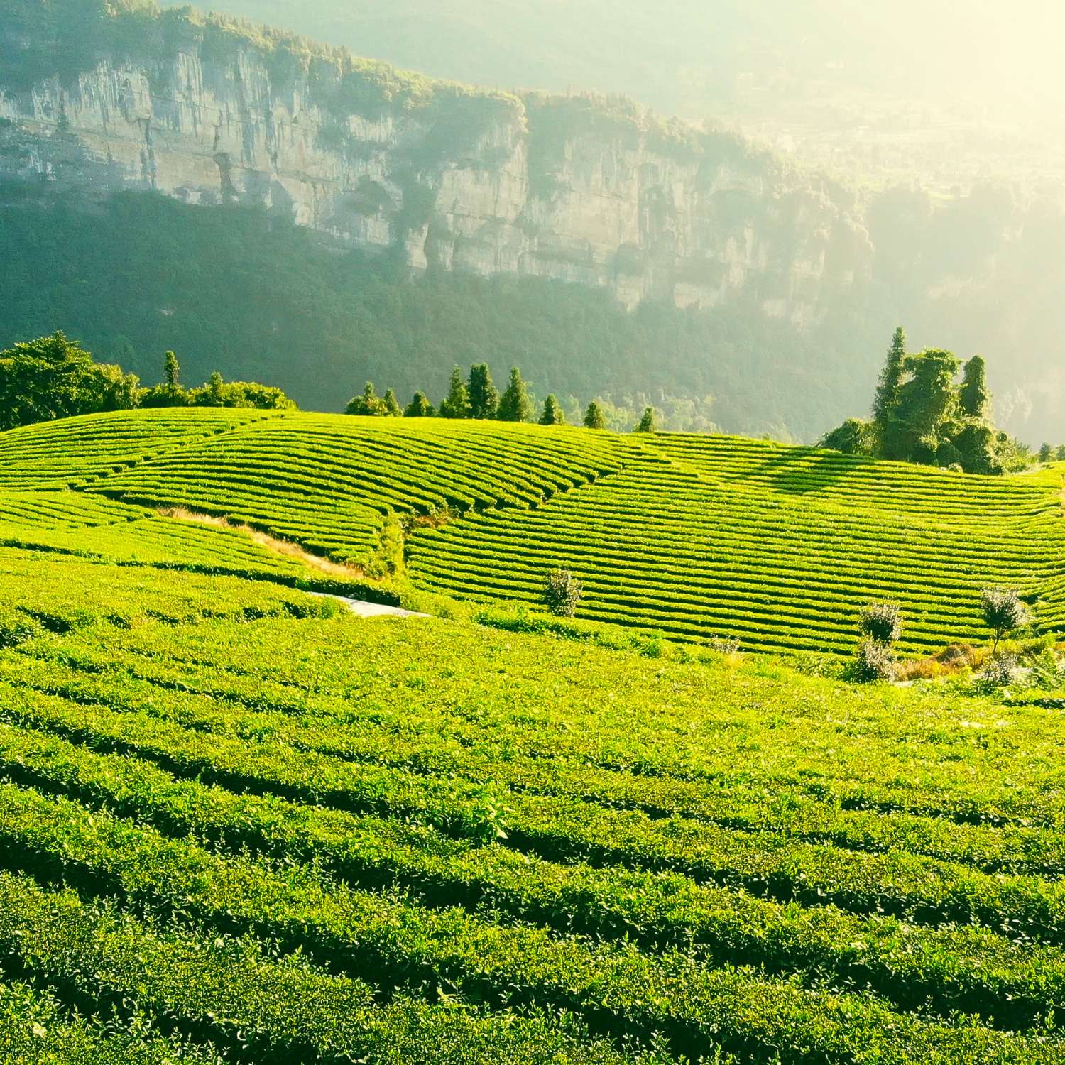 tea-tree-essential-oil-premium-mmchgroup