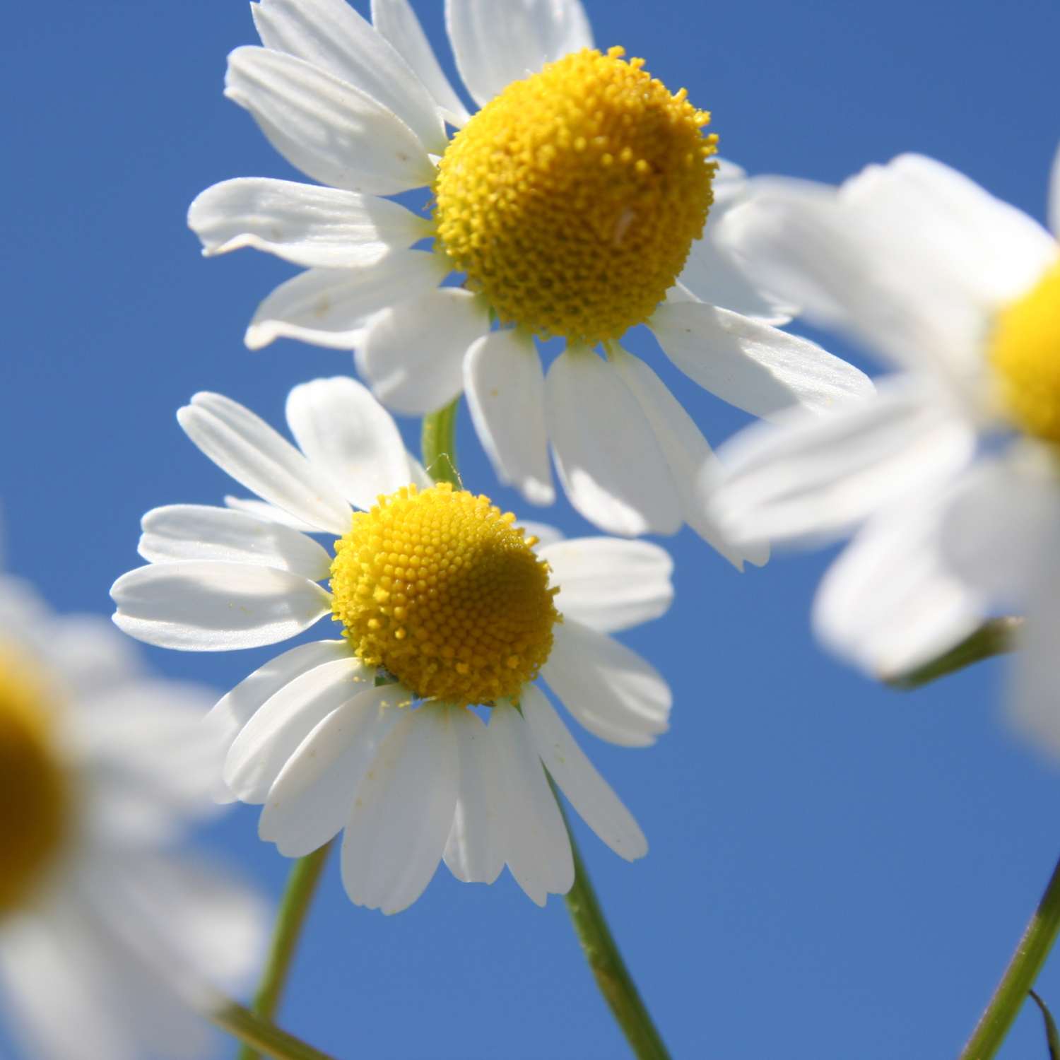 chamomile-german-essential-oil-mmchgroup