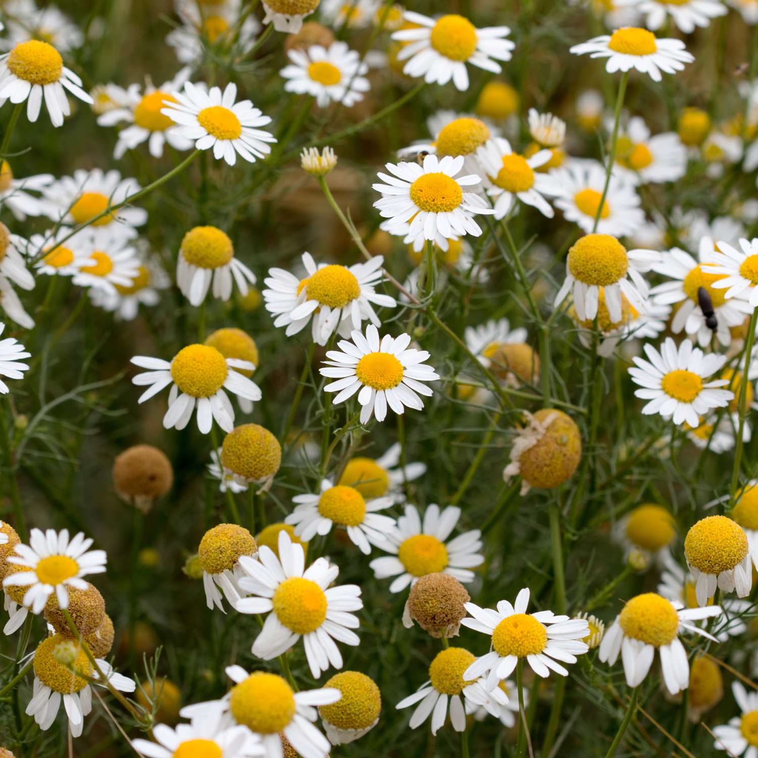 chamomile-german-essential-oil-mmchgroup