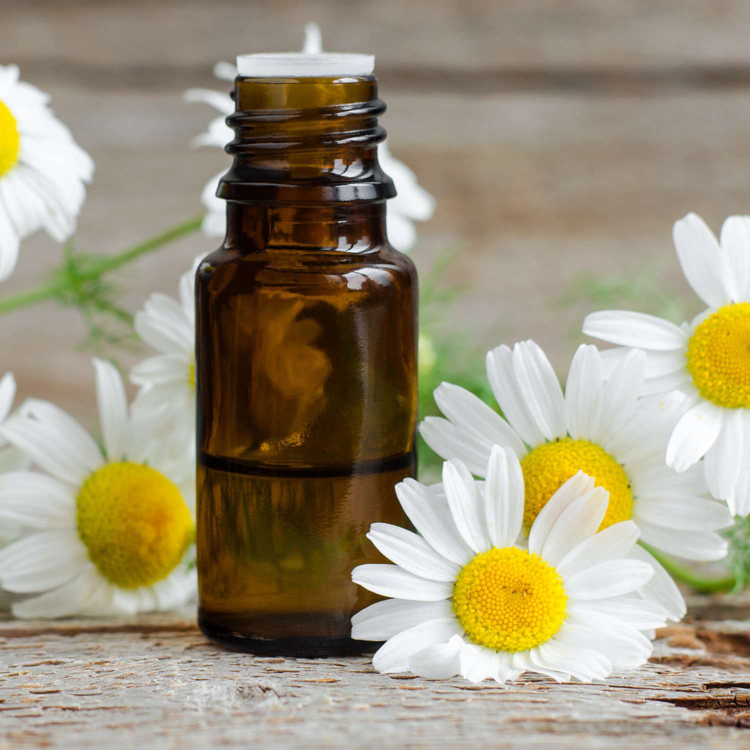 chamomile-german-essential-oil-mmchgroup