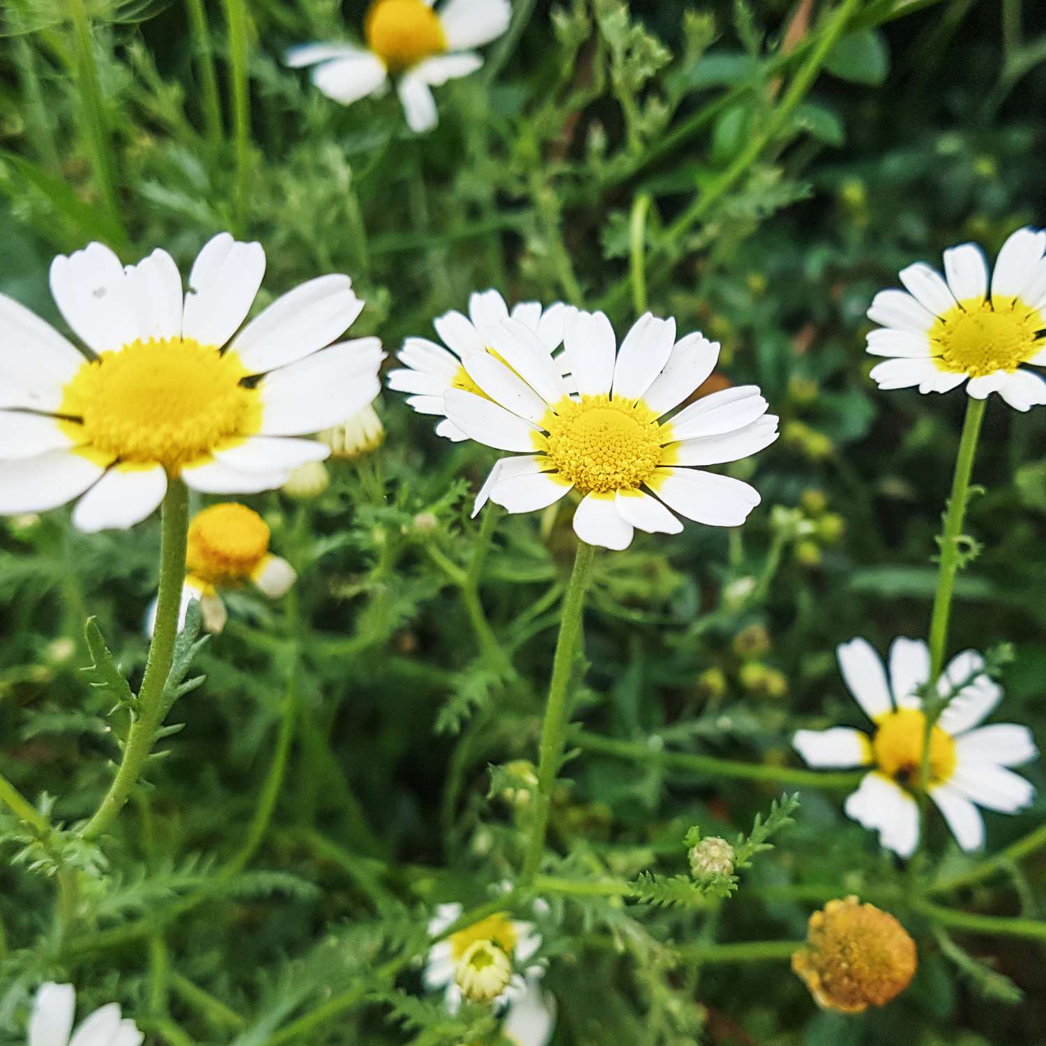 chamomile-roman-essential-oil-mmchgroup