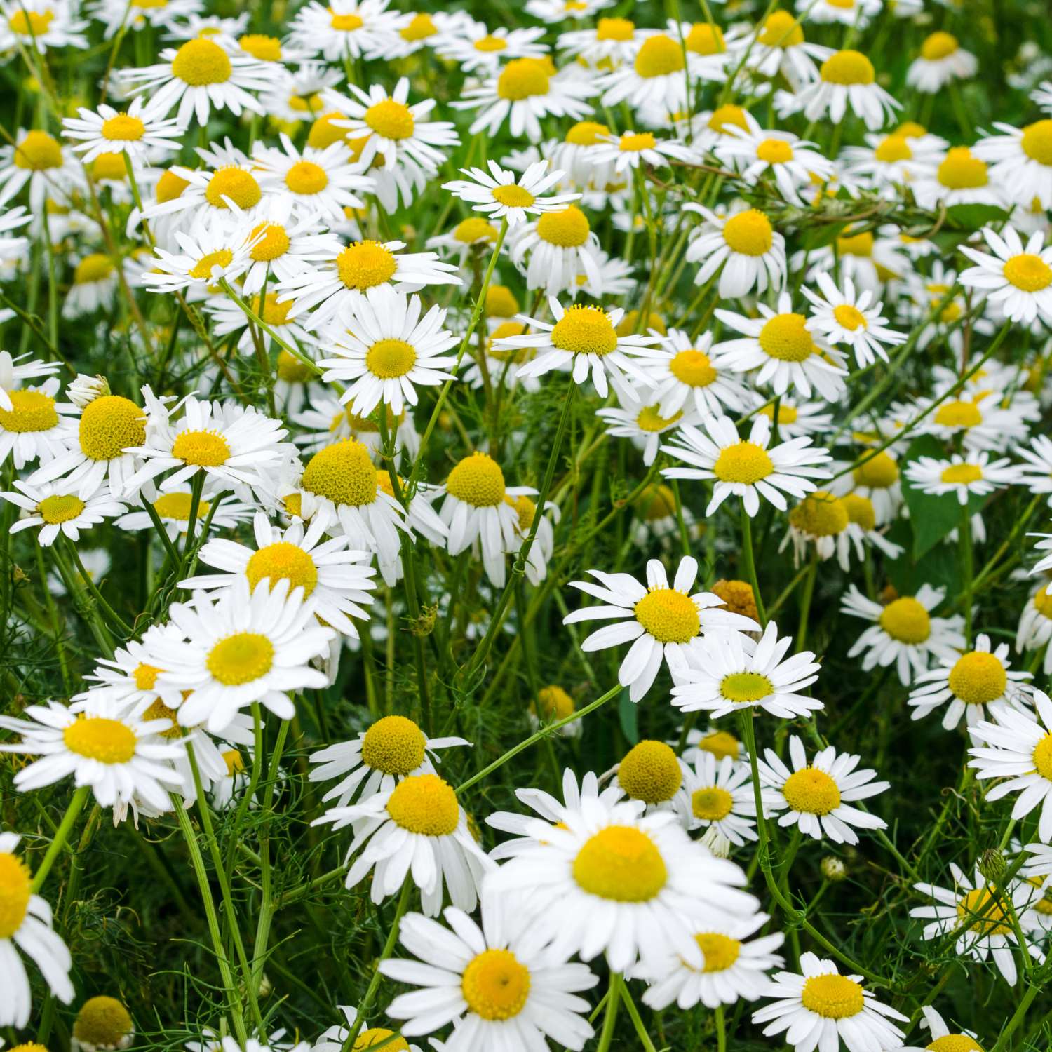 chamomile-roman-essential-oil-mmchgroup