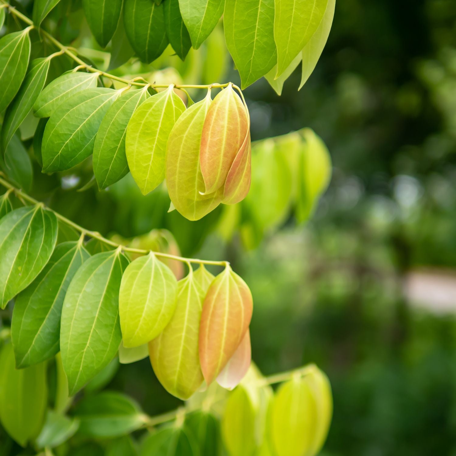 cinnamon-leaf-essential-oil-mmchgroup