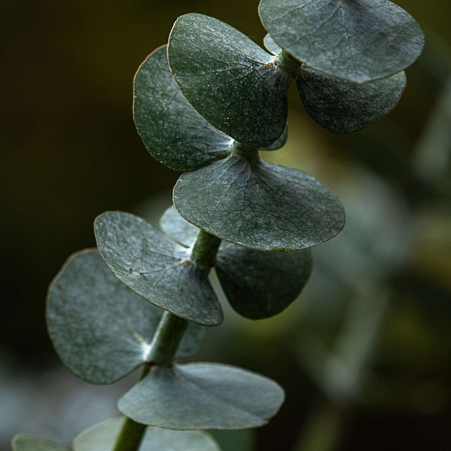 eucalyptus-essential-oil-mmch-group