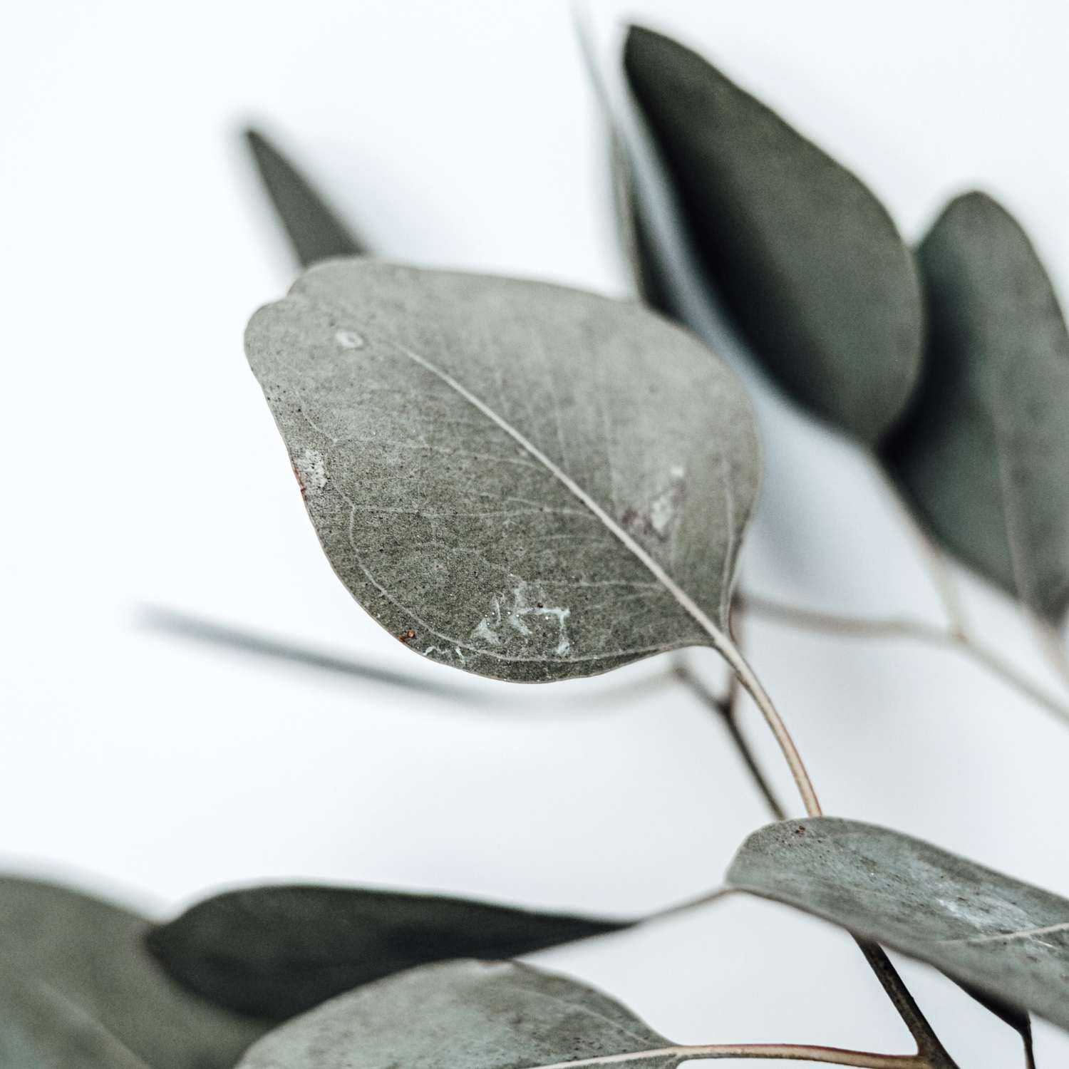 eucalyptus-globulus-essential-oil-mmchgroup