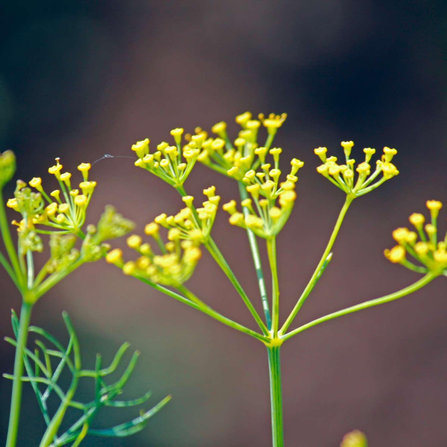 fennel-sweet-essential-oil-mmchgroup