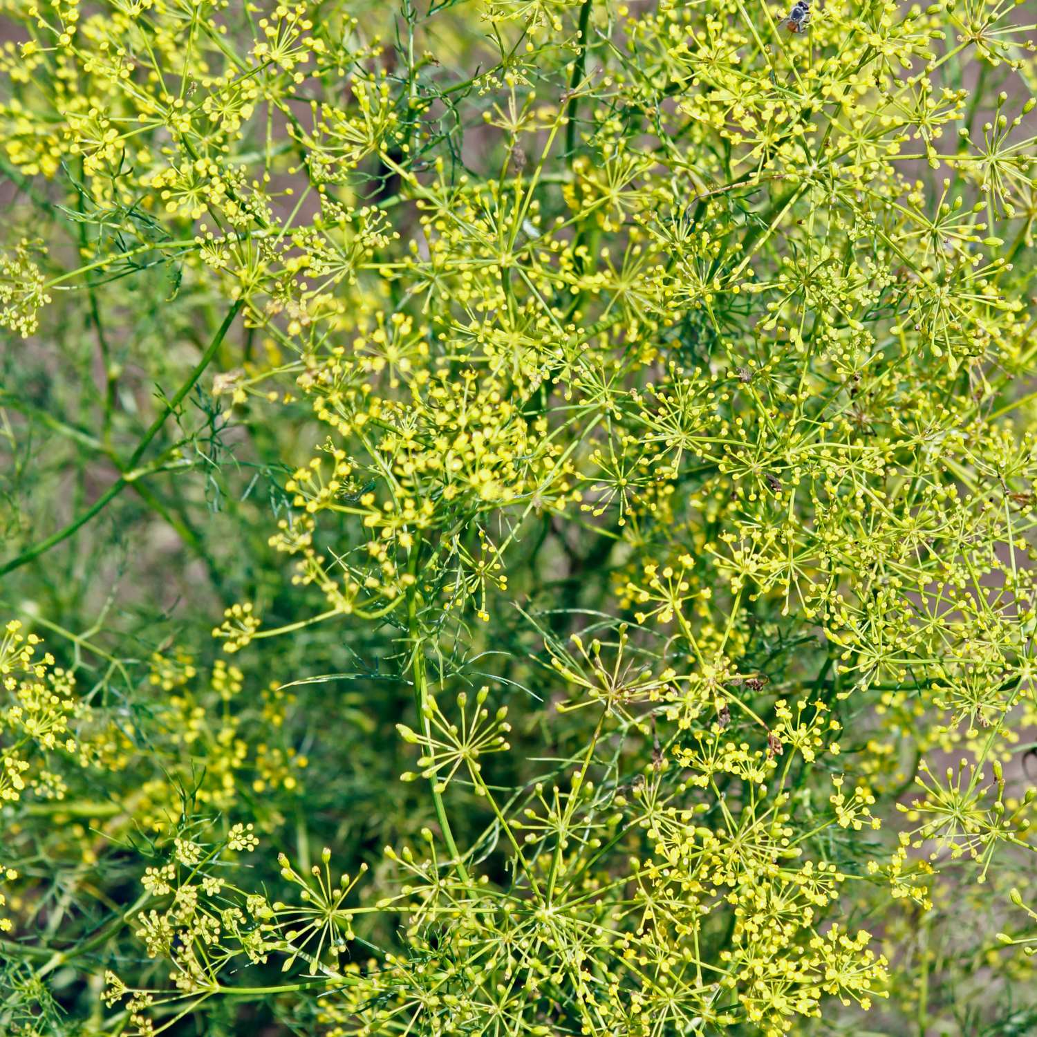 fennel-sweet-essential-oil-mmchgroup