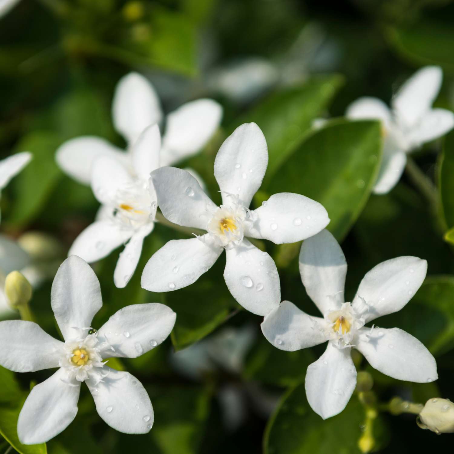 jasmine-essential-oil-mmchgroup