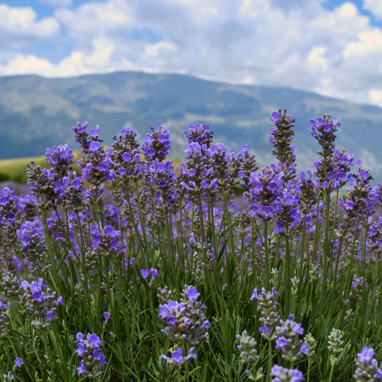 lavender-bulgaria-essential-oil-premium-mmchgroup