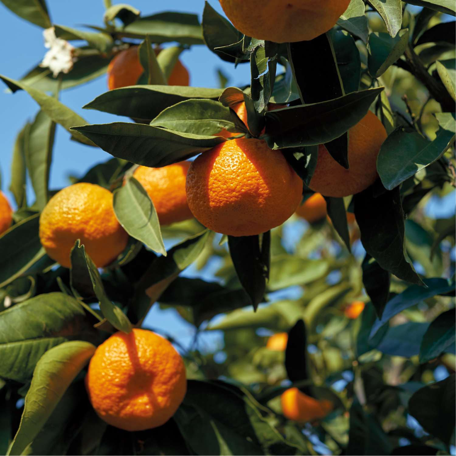 mandarin-essential-oil-mmchgroup.com