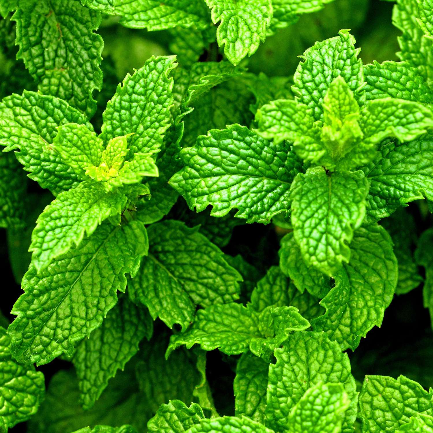 peppermint-essential-oil - MMCH Group