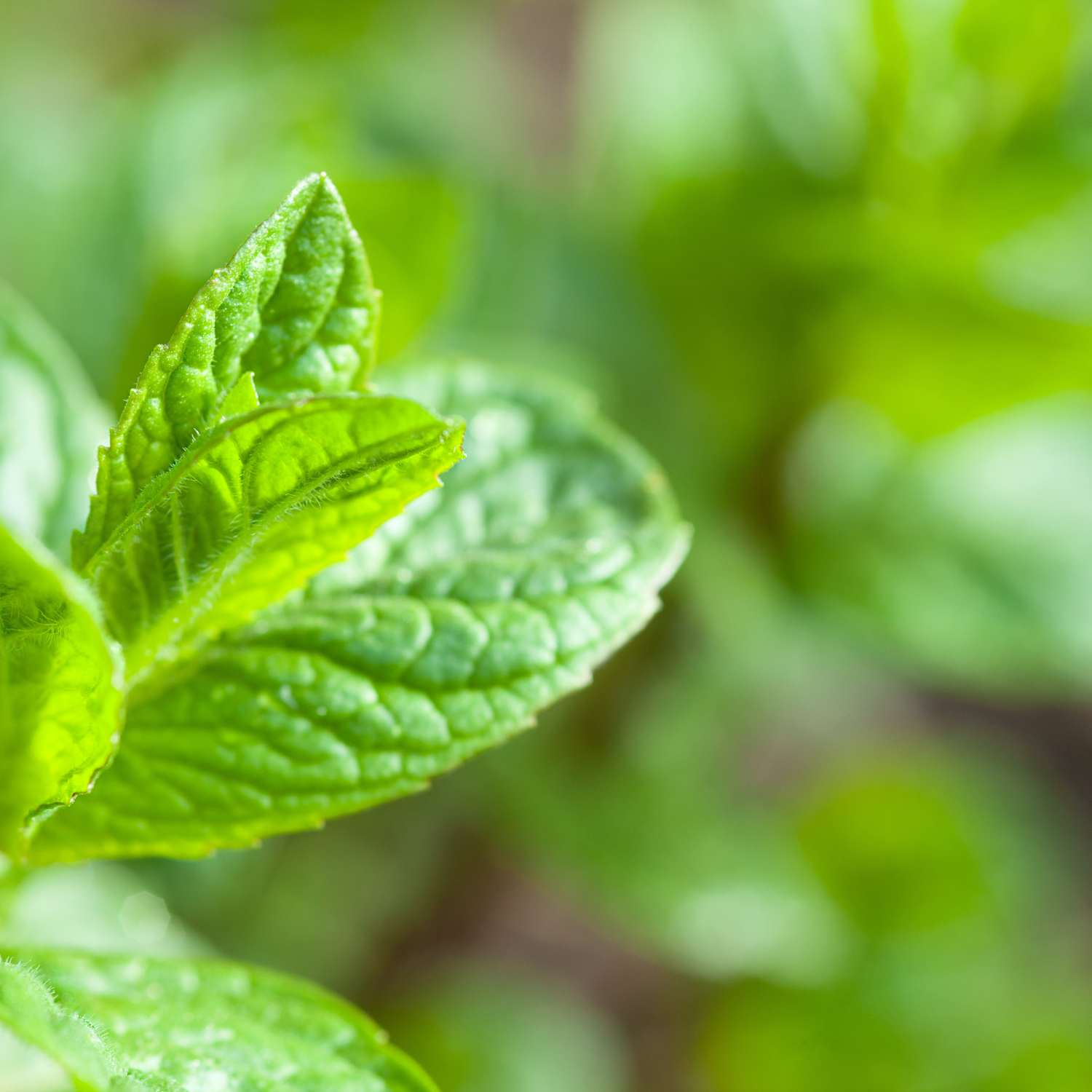 peppermint-essential-oil-premium-mmchgroup