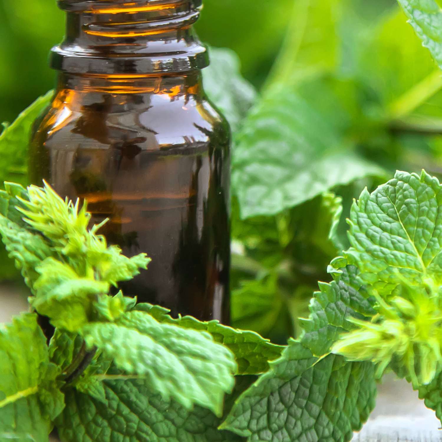 peppermint-essential-oil-premium-mmchgroup