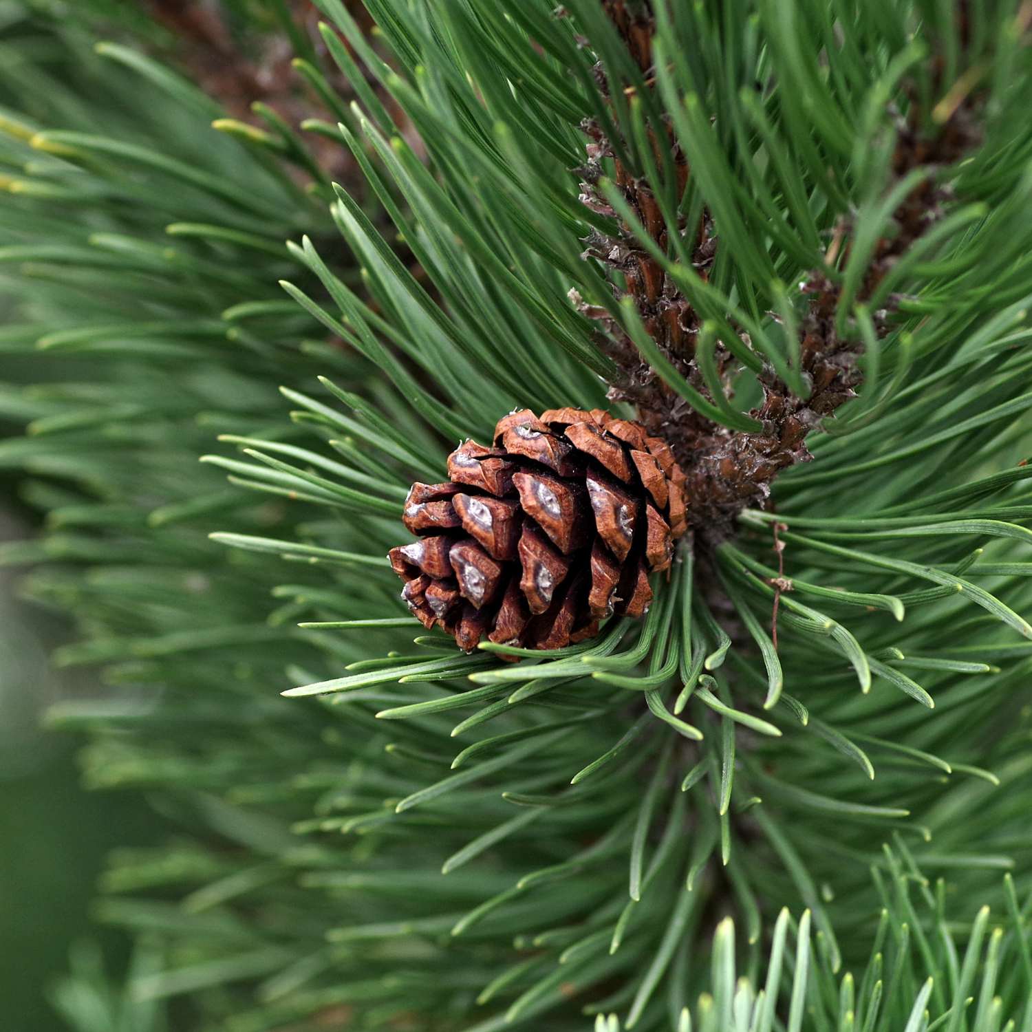 pine-essential-oil-mmchgroup