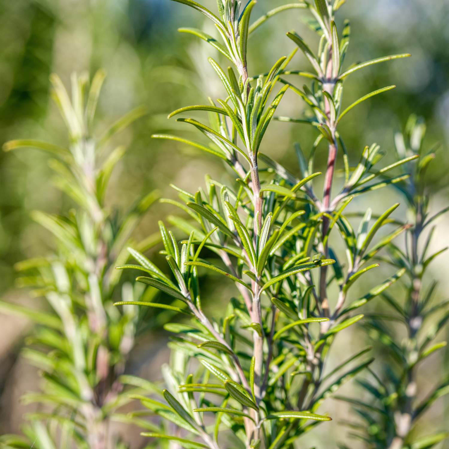 rosemary-essential-oil-mmch-group-01