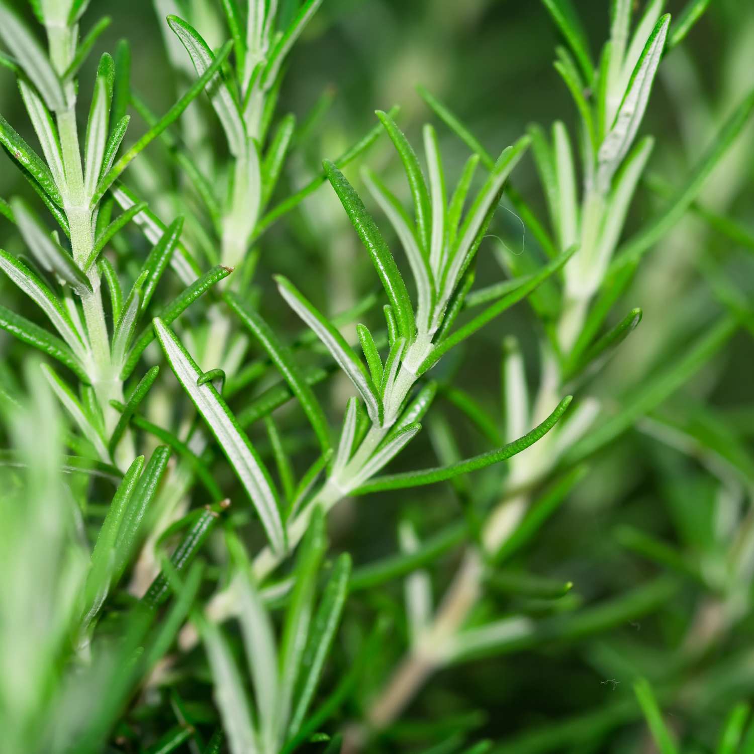 rosemary-essential-oil-premium-mmchgroup 