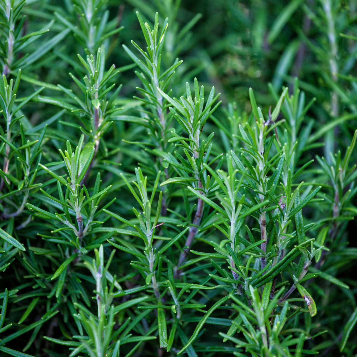 rosemary-essential-oil-premium-mmchgroup 