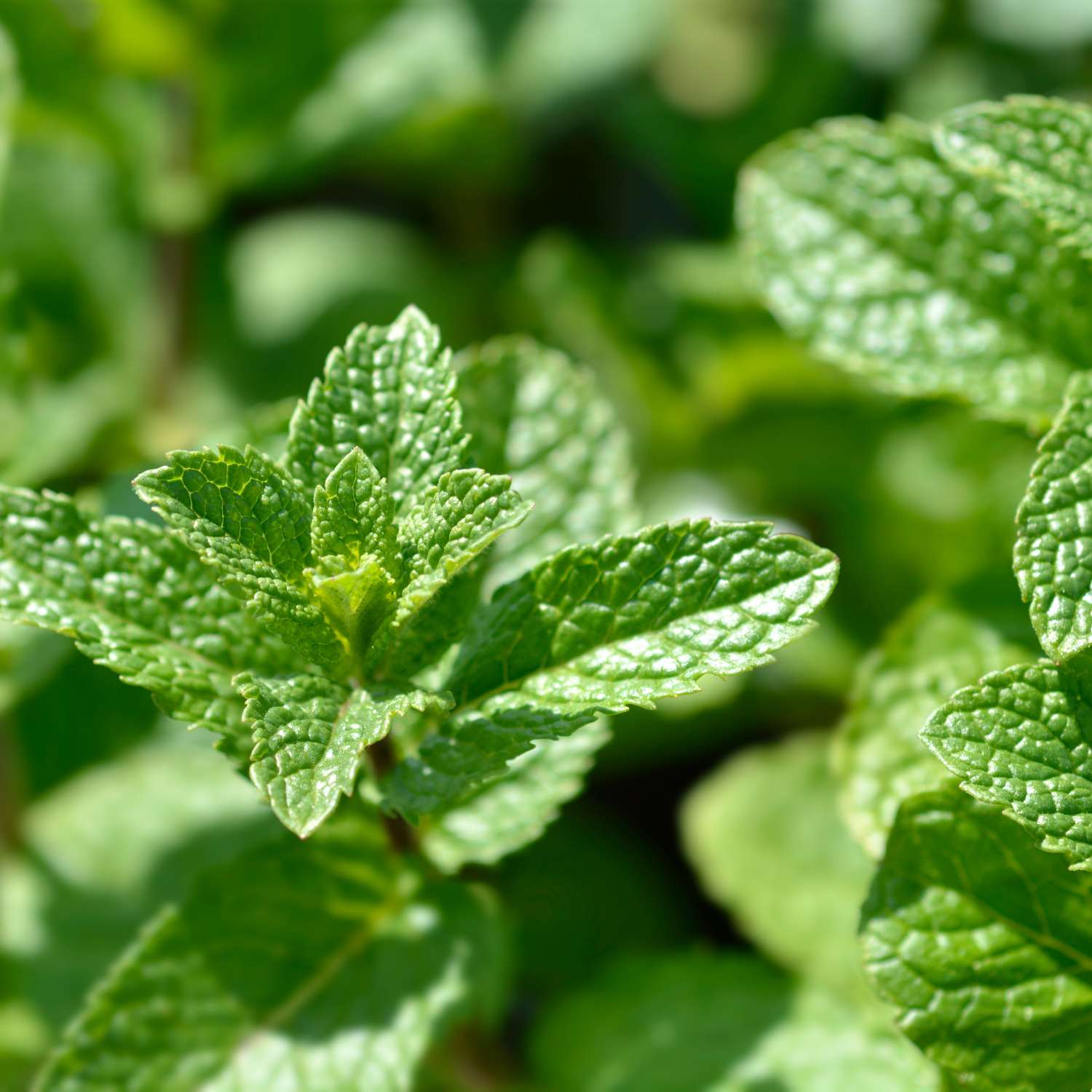 spearmint-essential-oil-mmchgroup