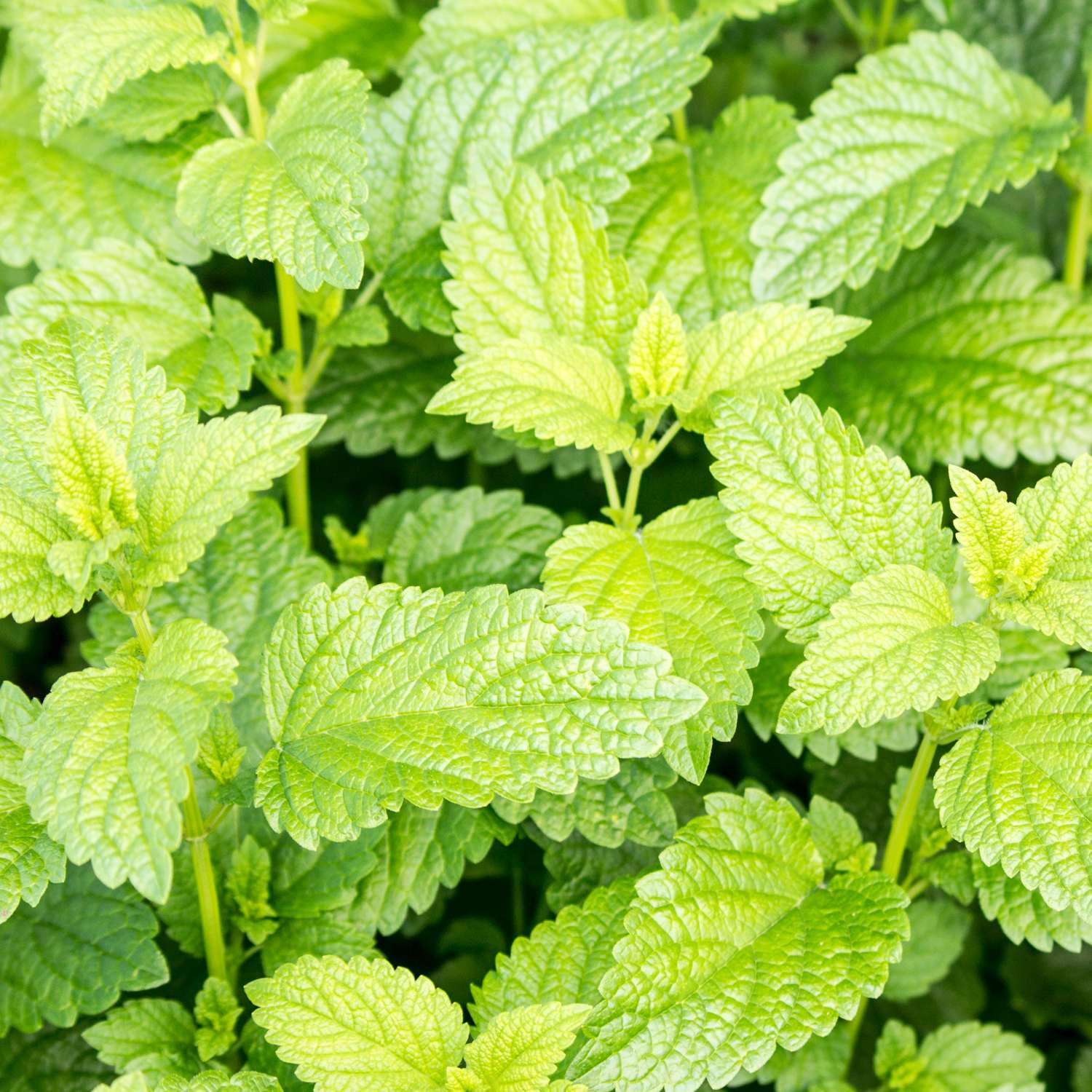 spearmint-essential-oil-mmchgroup