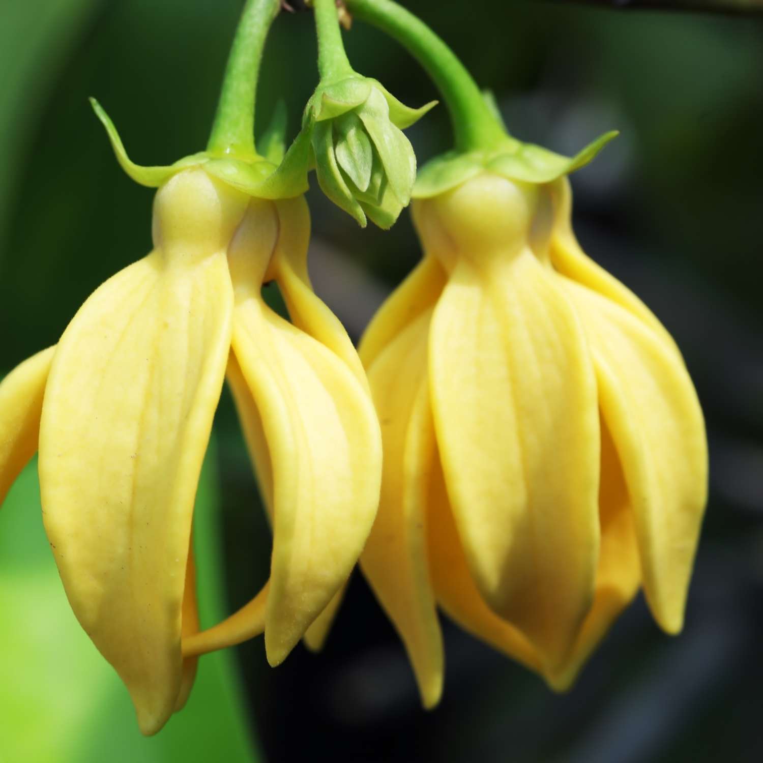 ylang-ylang-essential-oil-mmchgroup