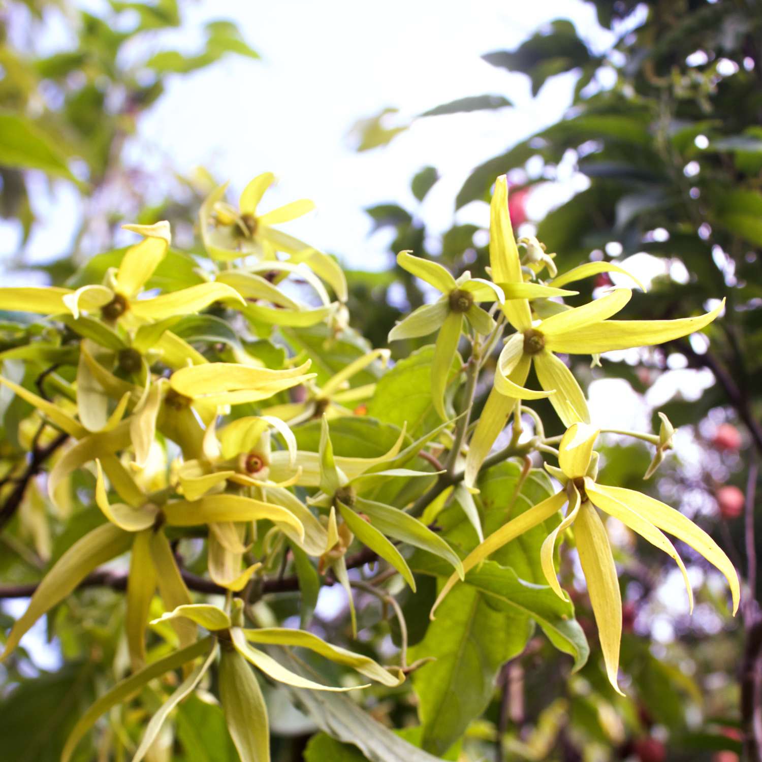 ylang-ylang-essential-oil-mmchgroup